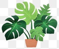 PNG Monstera potted plant leaf white background houseplant. 