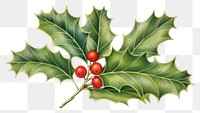 PNG Holly christmas plant leaf. 