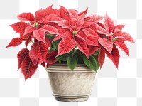 PNG Poinsettia flower plant leaf. AI generated Image by rawpixel.