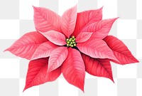 PNG Poinsettia christmas flower petal. AI generated Image by rawpixel.