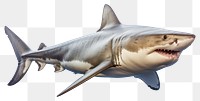 PNG Shark animal fish  