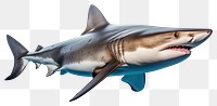 PNG Shark animal fish  