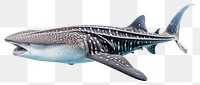 PNG Shark whale animal mammal. AI generated Image by rawpixel.