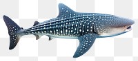 PNG Shark animal fish  