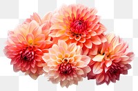 PNG Dahlias dahlia flower plant. 