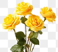 PNG Flower beutiful realistie yellow petal plant rose. 