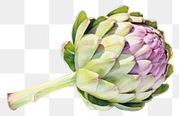 PNG Artichoke vegetable plant food. 