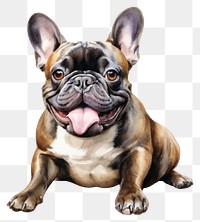 PNG French bulldog animal mammal pet. 