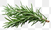 PNG Rosemary plant herbs fir. 