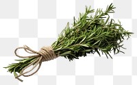 PNG Rosemary bunch plant herbs ingredient. 