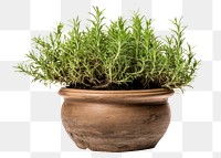 PNG Rosemary pot plant herbs houseplant. 