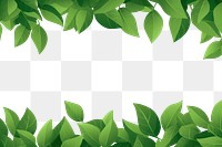 PNG Green backgrounds plant leaf. 