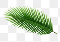 PNG Palm tree leave plant leaf  