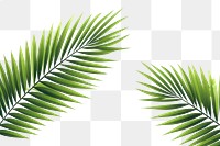 PNG Palm tree leaves backgrounds nature plant. AI generated Image by rawpixel.
