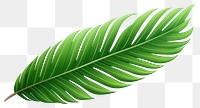 PNG Palm leave plant leaf  