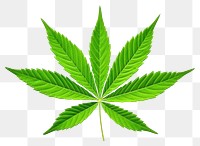 PNG Cannabis leaf cannabis plant green. 