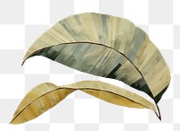 PNG Banana leaf painting plant art. 