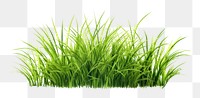 PNG Grass plant green lawn. AI generated Image by rawpixel.
