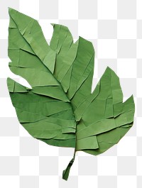 PNG Leaf plant paper clothing. 