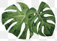 PNG Monstera leaf plant xanthosoma pattern. 