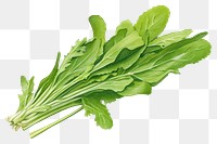 PNG Arugula rocket vegetable leaf plant. 