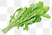 PNG Arugula rocket vegetable leaf plant. 