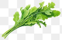 PNG Arugula rocket vegetable leaf plant. 