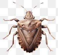 PNG Brown marmorated stink bug animal insect white background. 