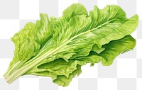 PNG Fresh lettuce rocket wild vegetable plant green. 