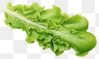 PNG Fresh lettuce rocket vegetable plant green. 