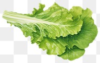 PNG  Salad Rocket vegetable lettuce plant. AI generated Image by rawpixel.