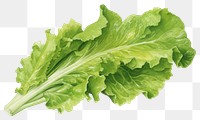 PNG  Salad Rocket vegetable lettuce plant. AI generated Image by rawpixel.