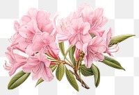 PNG  Rhododendron ferrugineum rhododendron blossom drawing. AI generated Image by rawpixel.