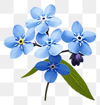 PNG Flower forget-me-not blossom petal. 