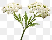 PNG Flower blossom yarrow plant. 