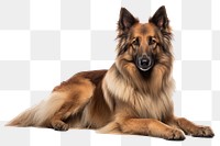 PNG Belgian Tervuren mammal animal pet. 