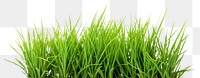 PNG Bermuda Grass grass plant lawn. 