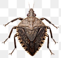 PNG Brown marmorated stink bug animal insect  