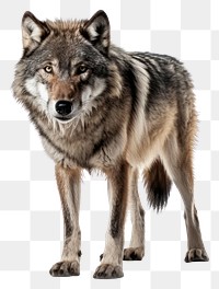 PNG Wolf animal mammal coyote. 