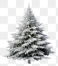 PNG Tree christmas plant white