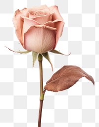 PNG Rose flower plant pink. AI generated Image by rawpixel.