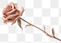 PNG Rose flower plant pink. AI generated Image by rawpixel.