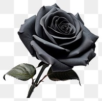 PNG Black rose flower plant white background. AI generated Image by rawpixel.