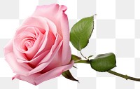 PNG Pink rose flower petal plant. 