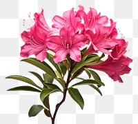 PNG  Rhododendron ferrugineum rhododendron blossom flower. AI generated Image by rawpixel.