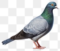 PNG Pigeon animal bird  