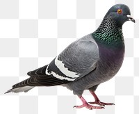 PNG Pigeon animal bird white background. AI generated Image by rawpixel.