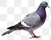 PNG Pigeon animal bird  