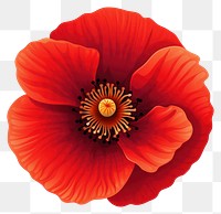 PNG Poppy flower petal plant. AI generated Image by rawpixel.