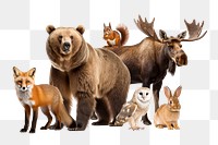 Canadian wildlife png, animal remix, transparent background